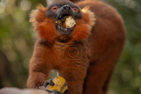 Red lemur (Eulemur Coronatus), endemic animal from Madagascar. Palmarium park hotel. selective focus cute funny vivid red animal with black and red pattern on head and orange eyes