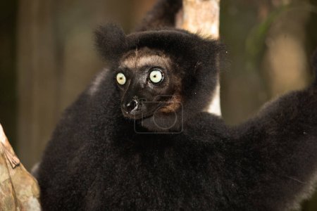 Lémurien Indri indri, babakoto noir et blanc plus grand lémurien de Madagascar. fond de forêt tropicale rétro-éclairé, gros plan. animal mignon aux yeux bleus perçants en mise au point sélective. Hôtel Palmarium park