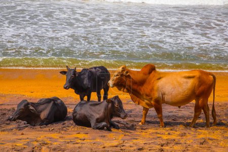 Kühe ruhen liegend und stehend am traditionellen Strand von Sri Lanka. Lustige natürliche lebendige orange, blau und grau Hintergrund