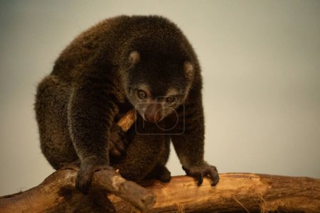 niedlichen wilden Bären cuscus aulirops ursinus arboreal vor verschwommenem Hintergrund. Schutz seltener Tiere im Zookonzept.