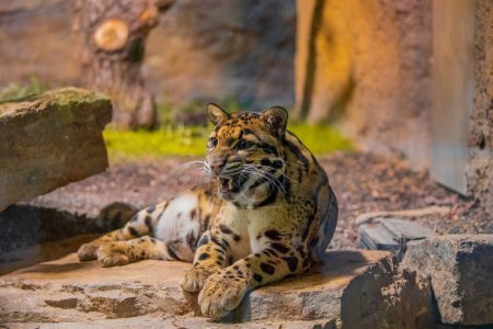 leopardo nublado (Neofelis nebulosa) gato salvaje del Himalaya sudeste asiático China. muy lindo de tamaño mediano manchado gato de cerca en detalle. preservar especies raras silvestres en concepto de zoológicos. naturaleza y animales
