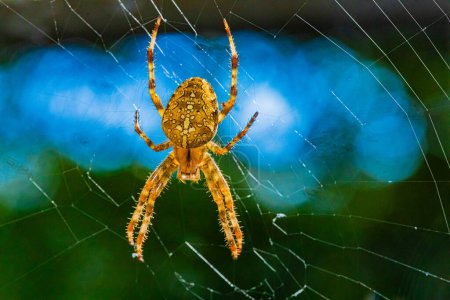 Porträt einer haarigen orangefarbenen Spinne (Europäische Gartenspinne oder Kreuzspinne oder Kreuzspinne oder Diademspinne, Araneus diadematus) große schöne helle Weibchen. Selektiver Fokus sitzt in der Mitte des Netzes.