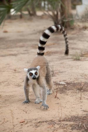 Lémur de cola anillada, Lemur catta primate estrepsirrino grande y lémur más reconocido debido a la cola anillada larga, negra y blanca. Como todos los lémures endémicos de Madagascar. lindo animal pequeño