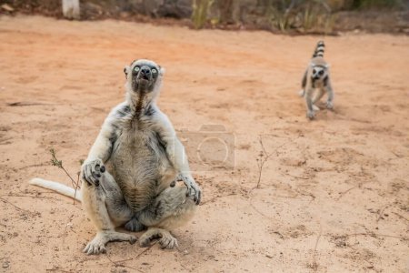 Verreaux 'Sifaka im Kimony Hotelpark. Weißer Sifaka mit dunklem Kopf auf Madagaskar. niedliche und neugierige Primaten mit großen Augen. Berühmter Tanzmaki