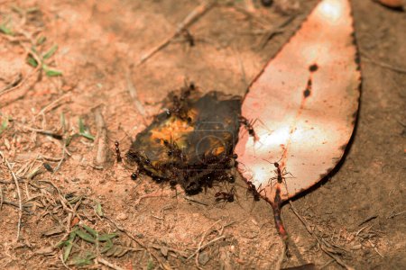 Zimmerameisen (Camponotus gibber) große endemische Ameise, die in vielen bewaldeten Teilen der Welt beheimatet ist. In Madagaskar endemische Arten. große endemische Madagaskar-Ameisen essen Bananenschalen