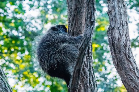Erethizontidae, north american porcupine, climbing over trees and branches. Lives in North America, United States USA and Canada.