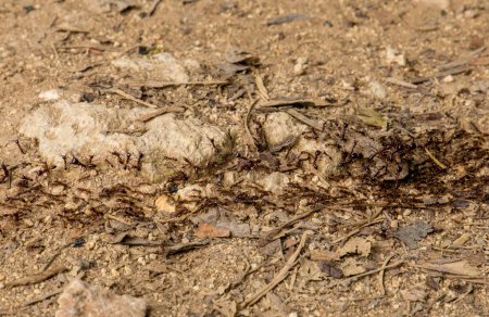 Blick von oben auf Termitenpfade im afrikanischen Wald. Viele kleine Insekten laufen nacheinander am Boden entlang