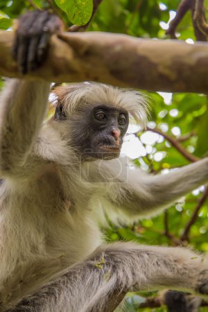 Zanzíbar mono colobo rojo sentado en el árbol y descansando en el bosque, su hábitat natural. Lindo mono salvaje con la cara oscura. Isla Zanzíbar, Tanzania. África viajes y animales salvajes concepto.