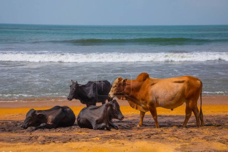 Las vacas descansan tumbadas y de pie en la tradicional playa de Sri Lanka. Fondo divertido natural vivo naranja, azul y gris