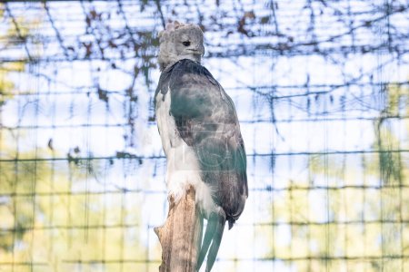 Harpyiaadler (Amerikanischer Harpyiaadler, Harpia harpyja) neotropische Adlerart im selektiven Fokus. auch als Königsfalke bekannt, der in die Kamera blickt. Vogelporträt. heller natürlicher Hintergrund