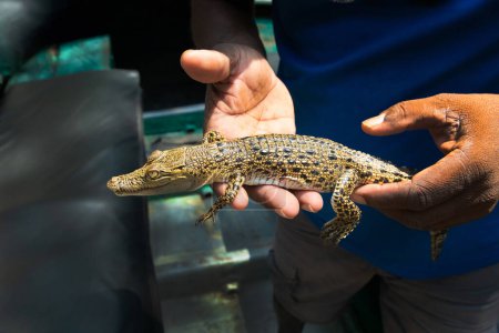 Little baby crocodile held in mans hand.