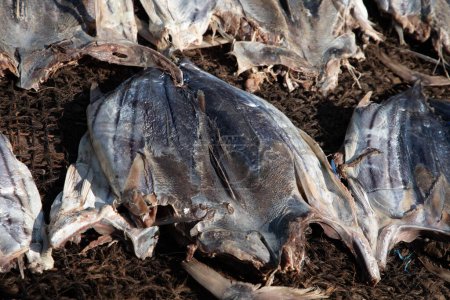 Photo for Gutted processed many small tuna fillets are dried in the sun. preparing salted fish in the traditional Sri Lankan way - Royalty Free Image