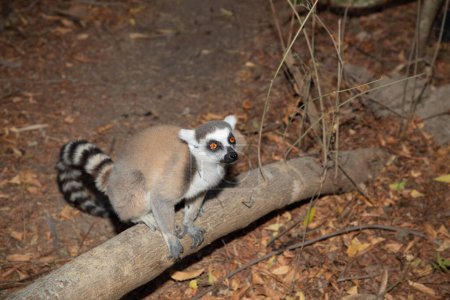 Ringelschwanzmaki auf Madagaskar, in natürlichem Lebensraum. niedliche und neugierige Primaten mit großen Augen. Berühmter Lemur
