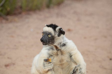 Verreaux's White sifaka with dark head on Madagascar island fauna. cute and curious primate with big eyes. Famous dancing lemur