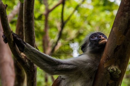 Sansibar Roter Colobusaffe sitzt auf einem Baum und ruht sich im Wald, seinem natürlichen Lebensraum, aus. Netter wilder Affe mit dunklem Gesicht. Sansibar, Tansania. Afrikareise und Wildtierkonzept.