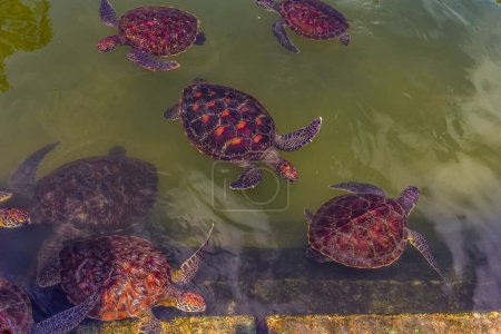 young sea turtles living on a farm in Africa protected while feeding on seaweed