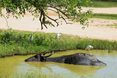 Asiatische Wasserbüffel ruhen in kühlem Wasser in Yala, Sri Lanka. mehrere weiße Reiher sitzen um einen kleinen Teich herum, in dem sich ein großer Stier sonnt