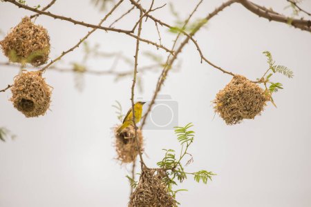 Webervögel (Weberfinken) bauen Nester. Vogelnester, meisterhaft aus Stroh vor dem Hintergrund eines strahlenden Himmels gestrickt, hängen an einem Baum in Afrika