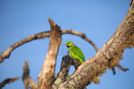 Rose-Ringed Parakeet in tree. (Psittacula Krameri) in a natural environment for yourself