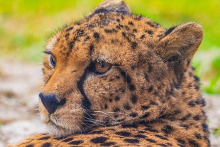 guepardo descansando sobre hierba verde, contacto visual muy cercano. Gran bestia felina agraciada