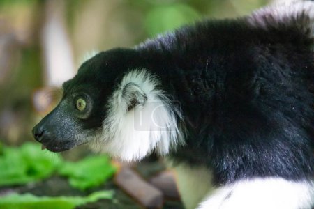 Negro y blanco Ruffed Lemur lindo animal. Fondo natural vívido. raro concepto de protección y cuidado endémico en el Zoológico de Berlín