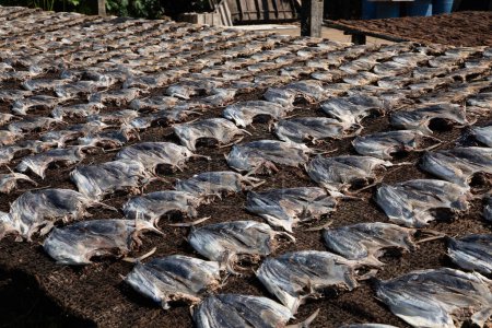 Téléchargez les photos : Éviscérés transformés de nombreux petits filets de thon sont séchés au soleil. préparer du poisson salé à la manière traditionnelle sri-lankaise - en image libre de droit