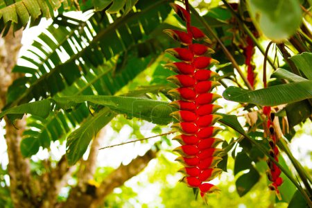 Heliconia rostrata inflorescencia (garras de langosta, pico tucán, plátanos silvestres o falso pájaro del paraíso) en la naturaleza en África
