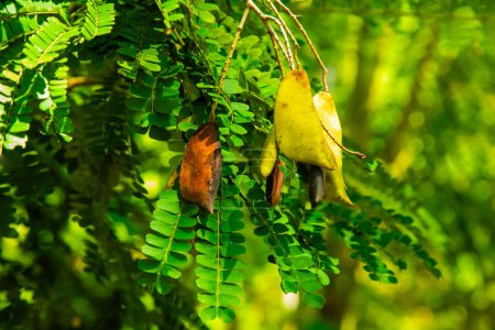 Caesalpinia Sappan (Biancaea) beaucoup de petites feuilles vertes. Harmonie avec une longue tige de gousses fraîches les plus anciennes. Grandir dans le jardin sri lankais