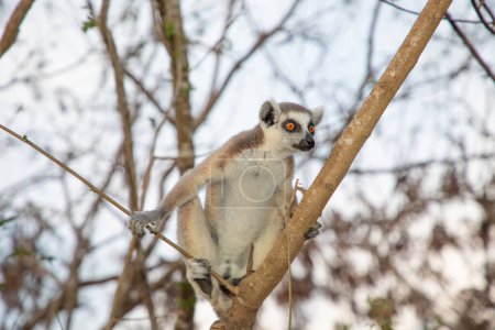 Lémur de cola anillada en la fauna insular de Madagascar, en hábitat natural. lindo y curioso primate con grandes ojos. Lémur famoso