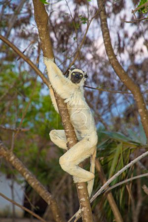 Verreaux 'Weißer Sifaka mit dunklem Kopf auf Madagaskar. niedliche und neugierige Primaten mit großen Augen. Berühmter Tanzmaki