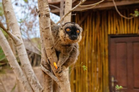 Cute Common brown lemur (Eulemur fulvus) with orange eyes. Endangered endemic animal on tree trunk in natural habitat, Reserve Kimony. Exotic Madagascar wildlife animal.