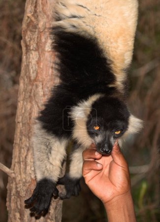 Madagaskar. Nosy Soa Park. 08. 10. 2023. Niedlicher schwarzer und weißer Lemur Varecia variegata Leuchtend orangefarbene Augen, flauschiges Fell. Madagaskar-Mann streichelt einen Lemurab, der auf einem Baum sitzt