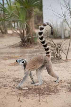 Lémur de cola anillada, Lemur catta primate estrepsirrino grande y lémur más reconocido debido a la cola anillada larga, negra y blanca. Como todos los lémures endémicos de Madagascar. lindo animal pequeño