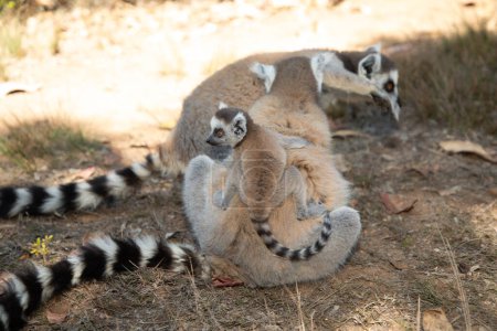 lémurien gris à queue cerclée en milieu naturel dans le parc privé Madagascar. Gros plan mignon primate. drôle mignon smal animal