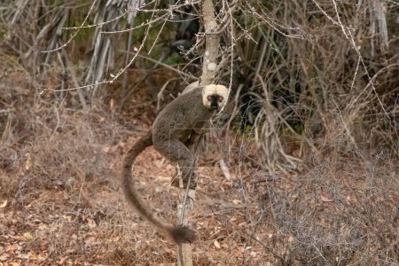 Mignon Lémurien brun commun (Eulemur fulvus) aux yeux orange. En voie de disparition animal endémique sur tronc d'arbre dans l'habitat naturel, Réserve Kimony. Animaux sauvages exotiques de Madagascar.