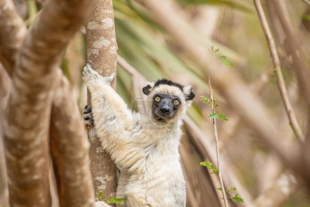 Verreaux's sifaka in Kimony hotel park. White sifaka with dark head on Madagascar island fauna. cute and curious primate with big eyes. Famous dancing lemur