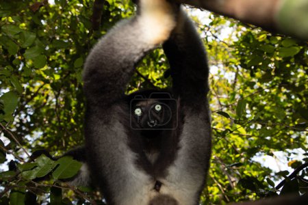 Lemur Indri indri, babakoto schwarz-weißer größter Lemur aus Madagaskar. Hintergrundbeleuchtung Regenwald, close-up.cute Tier mit stechend blauen Augen in selektivem Fokus. Palmarium park hotel