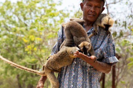 Téléchargez les photos : Madagascar. 18. octobre 2023.troupeau de lémuriens bruns prend de la nourriture de la main d'un homme à Madagascar. dompter les lémuriens assis sur l'épaule du garde du parc - en image libre de droit