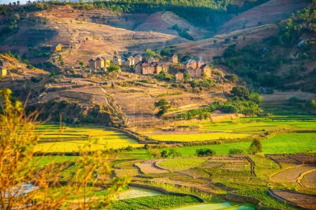 Foto de Fianarantsoa, Madagascar, 22 de octubre de 2023. arroz terrasses fields in Madagascar in early spring. Pequeños brotes de color verde claro en áreas escalonadas de forma irregular. Casas de arcilla de Madagascar - Imagen libre de derechos