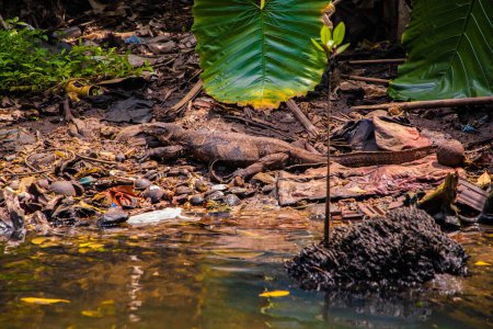 One big Asian water monitor(Varanus salvator) is swimming on river in natural habitat . Close up