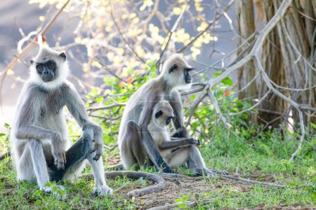 Pequeño grupo de monos langur grises de cara negra en el Parque Nacional Yala, Sri Lanka, sentados cerca. familia con bebé hermosos monos grises claros