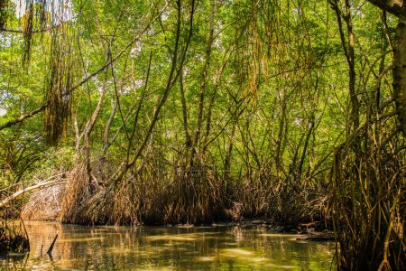 Mangroven-Habitat geteilt Blick über und unter Wasseroberfläche, Laub mit Wurzeln und Fischschwärmen unter Wasser in Sri Lanka