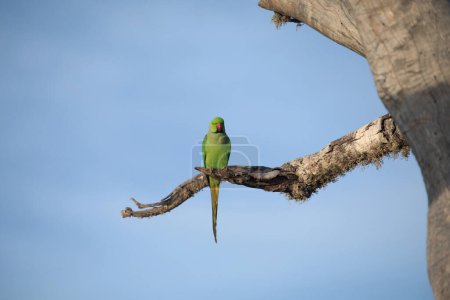 Rose-Ringed Parakeet in tree. (Psittacula Krameri) in a natural environment for yourself