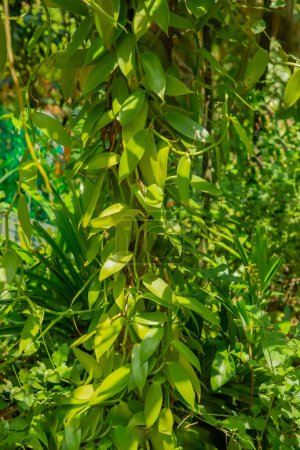 leaves of vanilla orchid flowering plant, flat leaved vanilla, plant from which vanilla spice