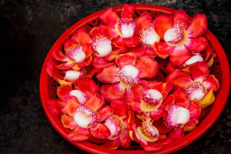 Primer plano grandes flores rojas nombre cannonball árbol o couroupita guianensis o flor de buda, Sala árbol es auspicioso árbol asociado con el nacimiento y el Nirvana de Buda. regalos para buddha