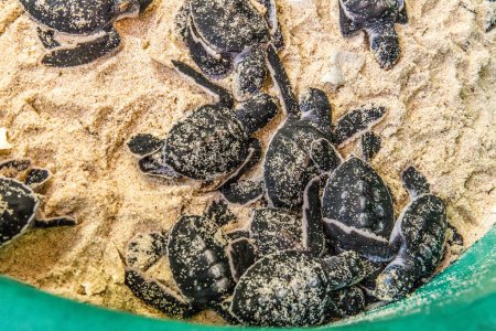 viele neugeborene Junge von Meeresschildkröten auf weißem Sand mit Panzer aus Eiern. Nahaufnahme, selektiver Fokus