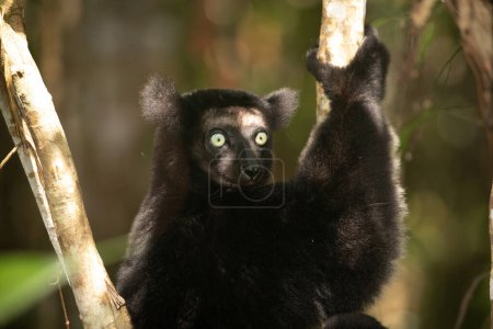 Lemur Indri indri, babakoto lémur blanco y negro más grande de Madagascar. fondo del bosque lluvioso retroiluminado, animal close-up.cute con penetrantes ojos azules en enfoque selectivo. Palmarium park hotel