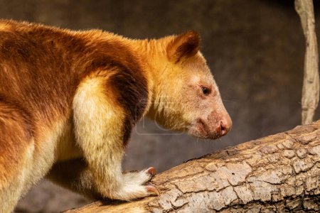 Goodfellow's Tree Kangaroo, dendrolagus goodfellowi buergersi, portrait of very cute rare red animal. arboreal endemic of new guinea. close up