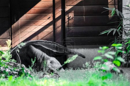 Myrmecophaga tridactyla, Giant anteater. large shaggy animal with long nose walks through grass. Protecting rare animals in European zoos