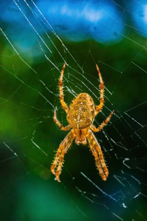Portrait of hairy orange spider (European garden spider or Cross Spider or Cross Orbweaver or diadem spider, Araneus diadematus) large beautiful bright female.selective focus sits in center of web.